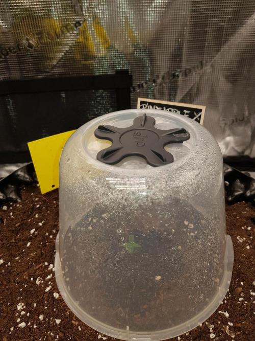 Pineapple Express Auto - Breeder Test. Week 1 - Tag 4 ...Luftfeuchtigkeit um die Pflanzen etwas steigt.