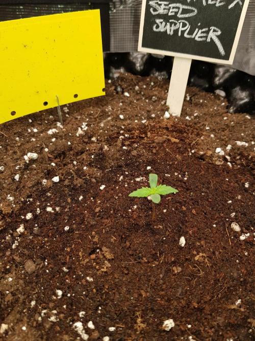 Pineapple Express Auto - Breeder Test. Week 1 - Tag 5