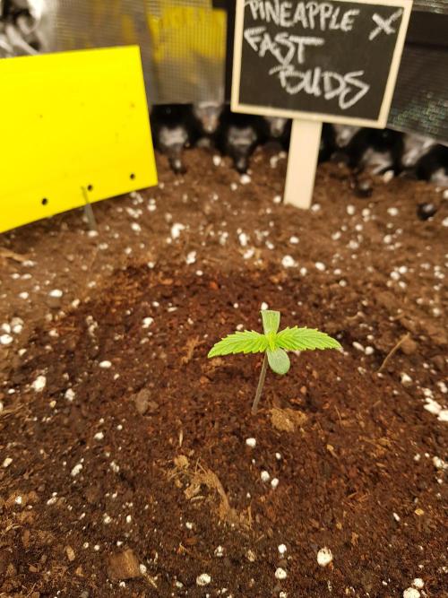 Pineapple Express Auto - Breeder Test. Week 1 - Tag 5