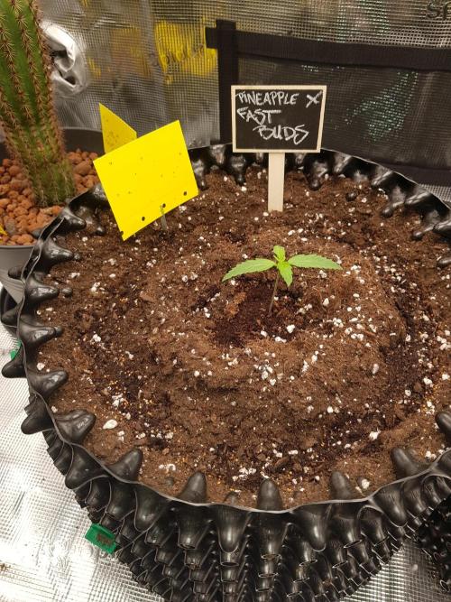 Pineapple Express Auto - Breeder Test. Week 2 - Tag 8