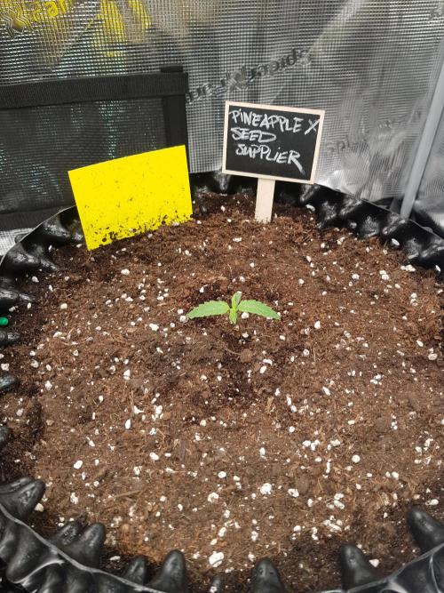 Pineapple Express Auto - Breeder Test. Week 2 - Tag 8