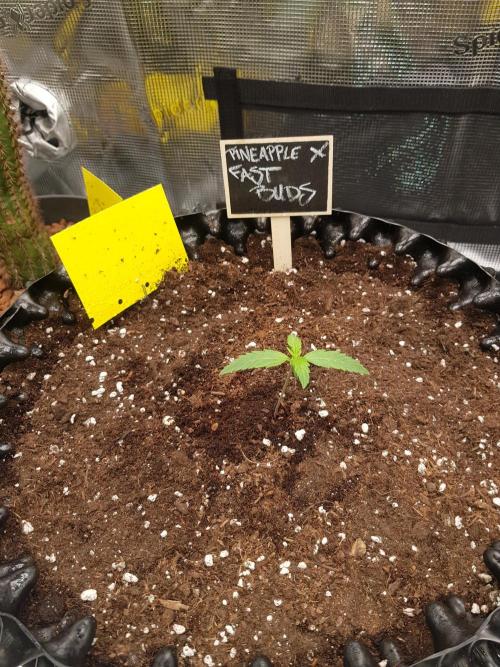 Pineapple Express Auto - Breeder Test. Week 2 - Tag 8
