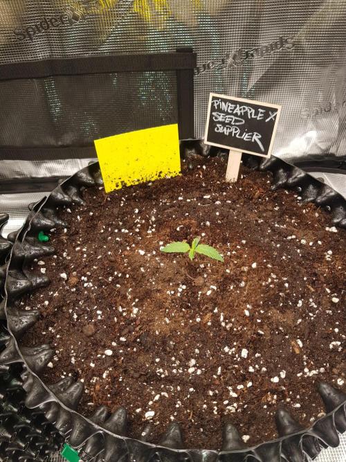 Pineapple Express Auto - Breeder Test. Week 2 - Tag 8
