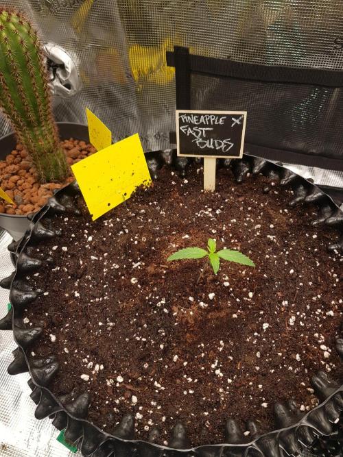 Pineapple Express Auto - Breeder Test. Week 2 - Tag 8