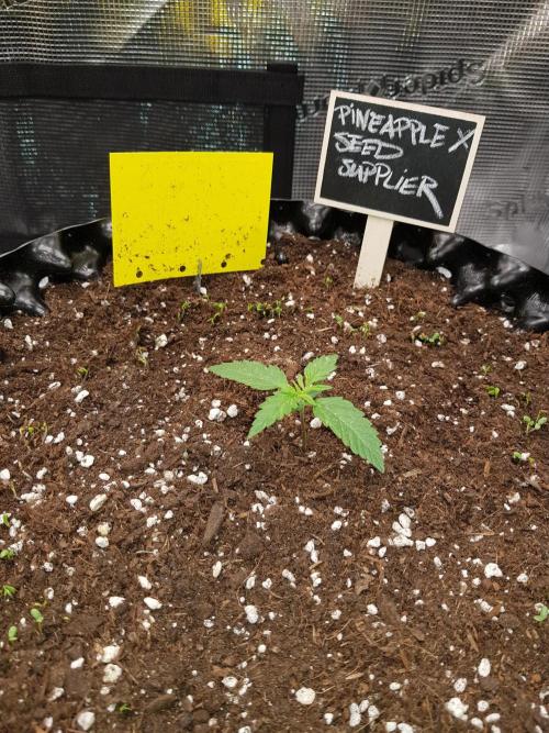 Pineapple Express Auto - Breeder Test. Week 2 - Tag 10