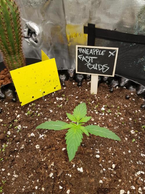 Pineapple Express Auto - Breeder Test. Week 2 - Tag 10