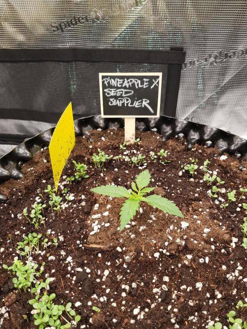 Pineapple Express Auto - Breeder Test. Week 2 - Tag 11