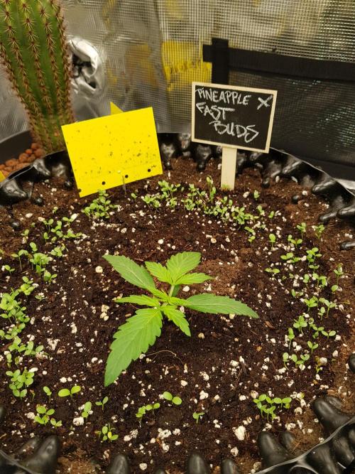 Pineapple Express Auto - Breeder Test. Week 2 - Tag 11