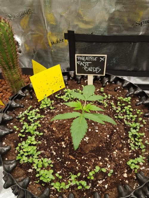 Pineapple Express Auto - Breeder Test. Week 2 - Tag 13
