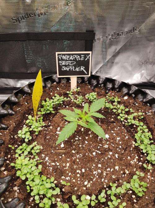 Pineapple Express Auto - Breeder Test. Week 2 - Tag 13