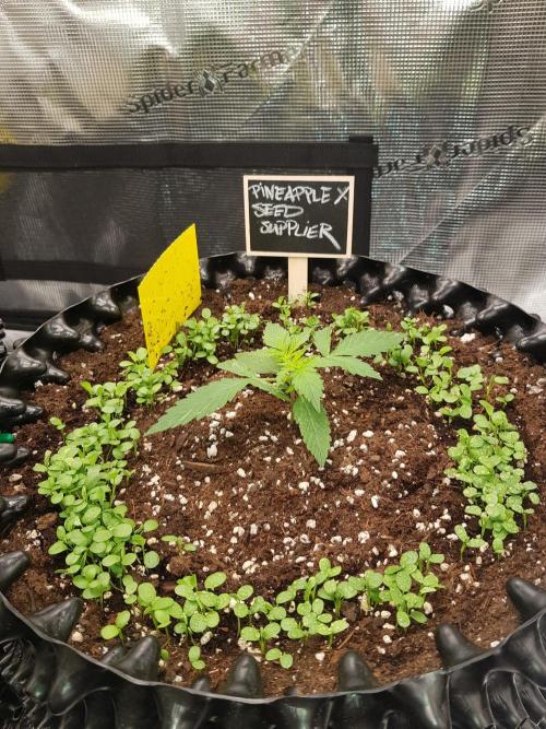 Pineapple Express Auto - Breeder Test. Week 2 - Tag 14
