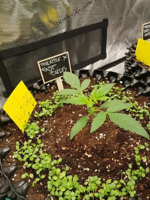 Pineapple Express Auto - Breeder Test. Week 2 - Tag 14