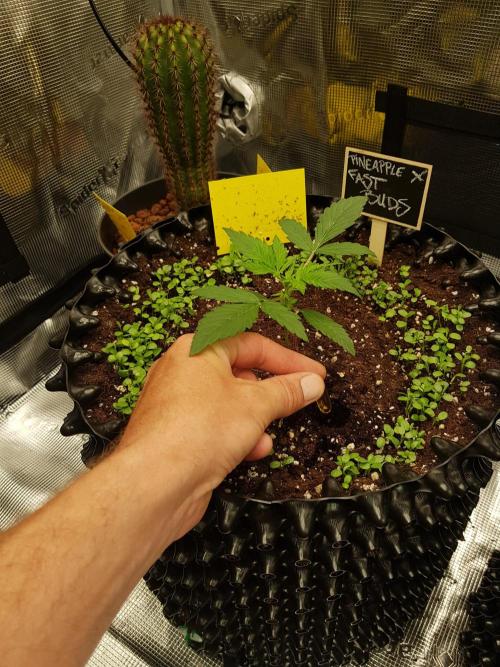 Pineapple Express Auto - Breeder Test. Week 2 - Tag 14