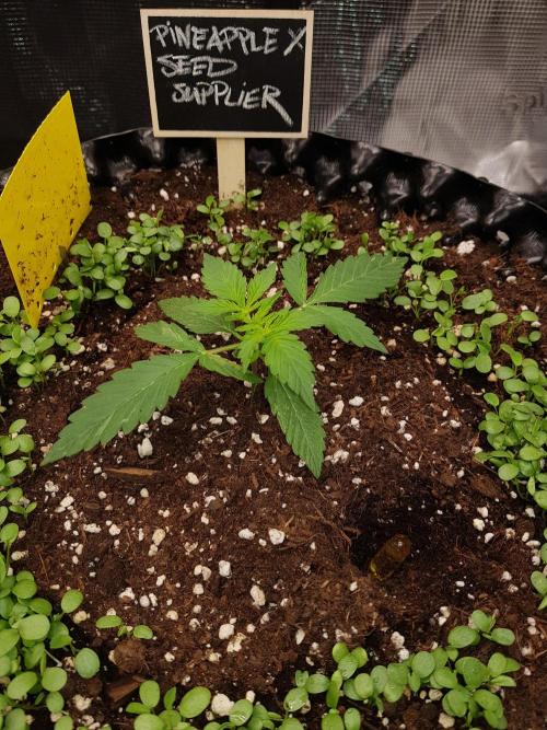 Pineapple Express Auto - Breeder Test. Week 2 - Tag 14