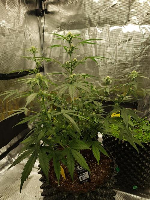 BubbleGum Auto. Week 7 - Tag 44