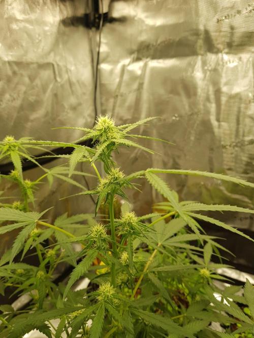 BubbleGum Auto. Week 7 - Tag 44