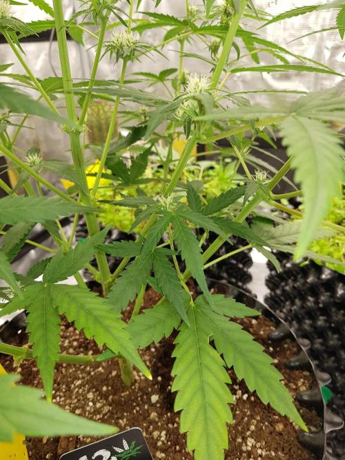 BubbleGum Auto. Week 7 - Tag 44