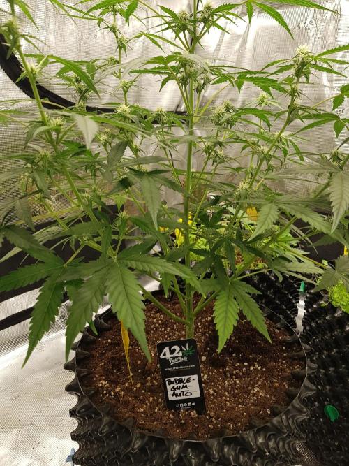 BubbleGum Auto. Week 7 - Tag 44