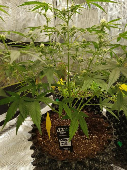 BubbleGum Auto. Week 7 - Tag 44