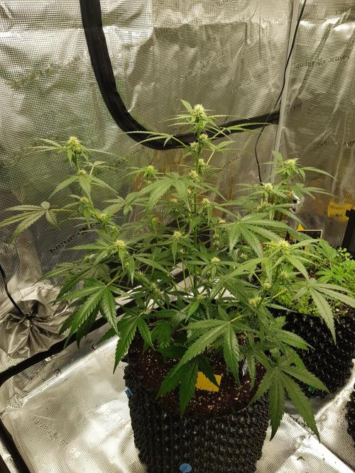 BubbleGum Auto. Week 7 - Tag 45 Mit Wasser und Neemöl Gemisch besprüht