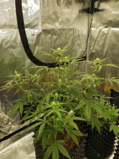 BubbleGum Auto. Week 7 - Tag 46