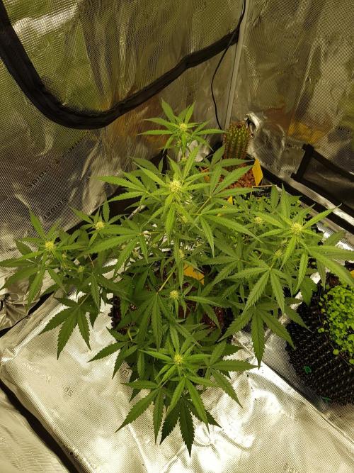 BubbleGum Auto. Week 7 - Tag 46