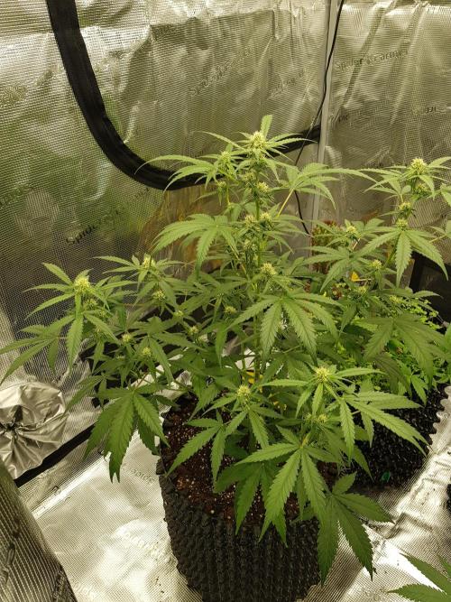 BubbleGum Auto. Week 7 - Tag 48 Adlerklauen