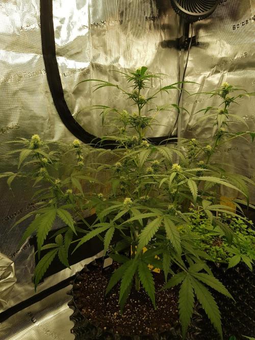 BubbleGum Auto. Week 7