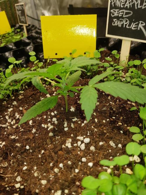 Pineapple Express Auto - Breeder Test. Week 3 - Tag 16 Seed Supplier vor LST