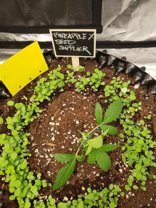 Pineapple Express Auto - Breeder Test. Week 3 - Tag 16 Seed Supplier nach LST