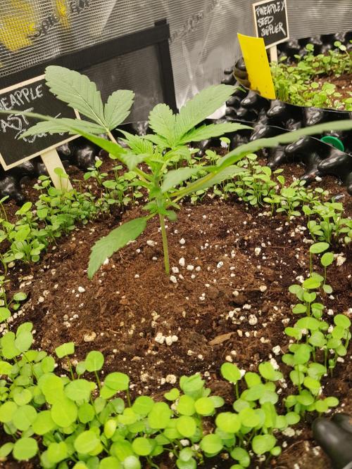Pineapple Express Auto - Breeder Test. Week 3 - Tag 16 Fast Buds vor LST