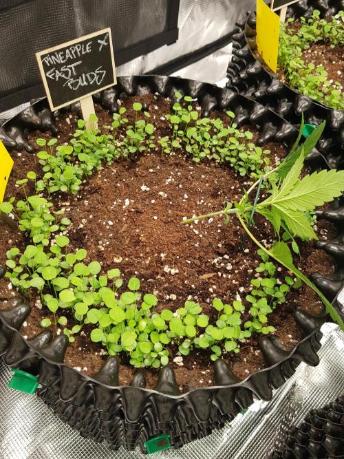 Pineapple Express Auto - Breeder Test. Week 3 - Tag 16 Fast Buds nach LST