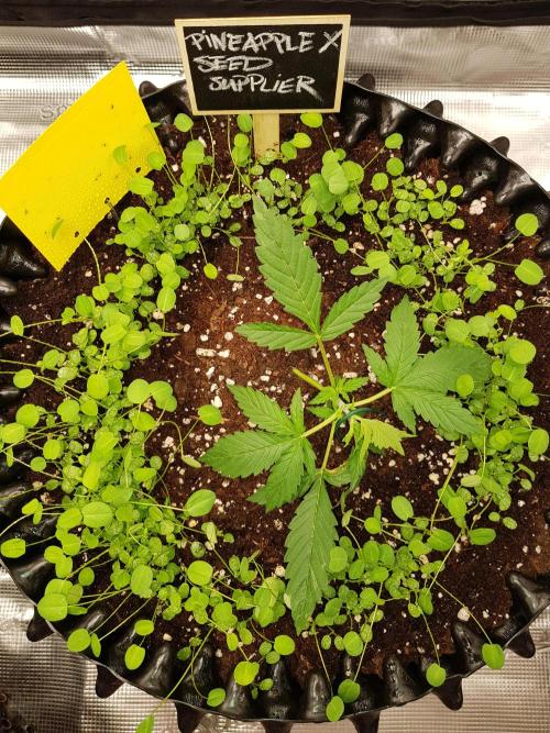 Pineapple Express Auto - Breeder Test. Week 3 - Tag 17 Seed Supplier
