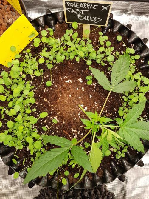 Pineapple Express Auto - Breeder Test. Week 3 - Tag 17 Fast Buds