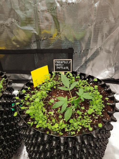 Pineapple Express Auto - Breeder Test. Week 3 - Tag 17 Seed Supplier