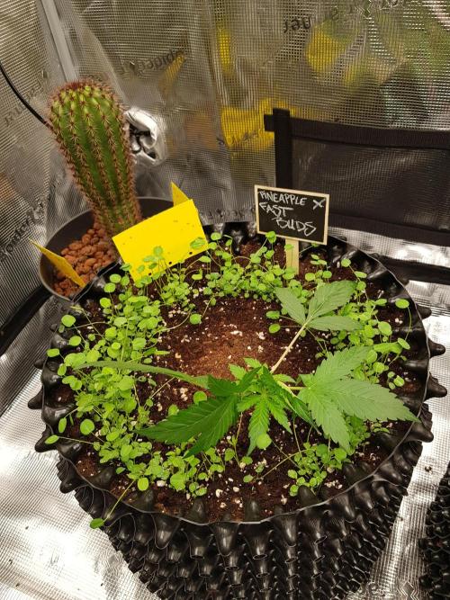 Pineapple Express Auto - Breeder Test. Week 3 - Tag 17 Fast Buds
