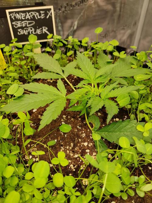 Pineapple Express Auto - Breeder Test. Week 3 - Tag 19 Seed Supplier