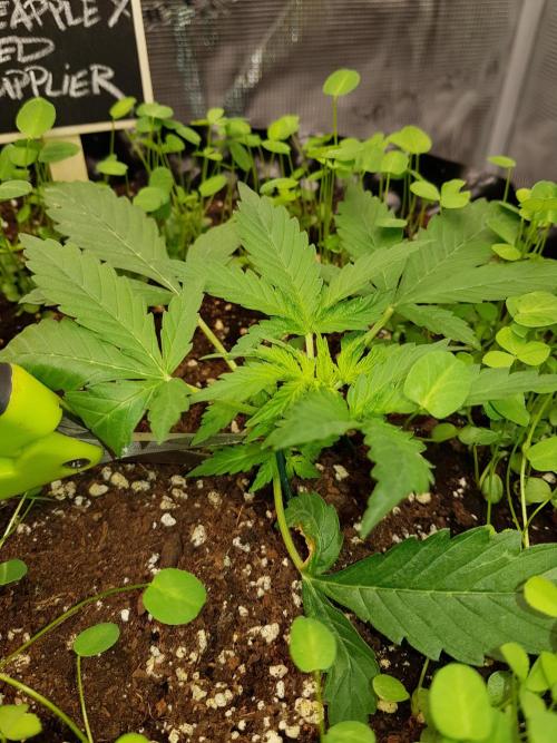 Pineapple Express Auto - Breeder Test. Week 3 - Tag 19 Seed Supplier