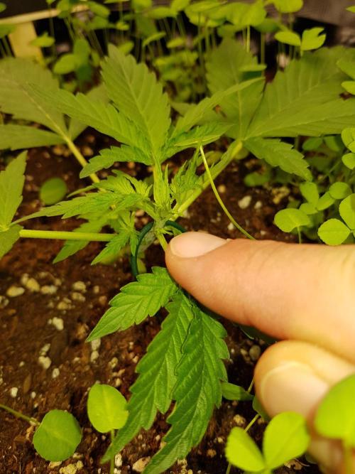 Pineapple Express Auto - Breeder Test. Week 3 - Tag 19 Seed Supplier