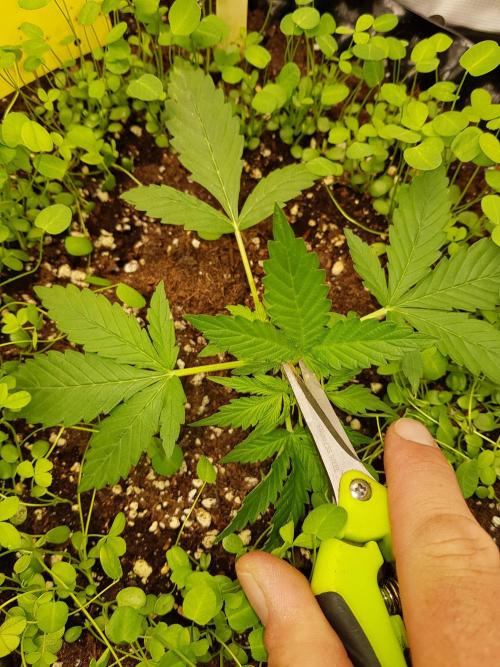 Pineapple Express Auto - Breeder Test. Week 3 - Tag 19 Seed Supplier