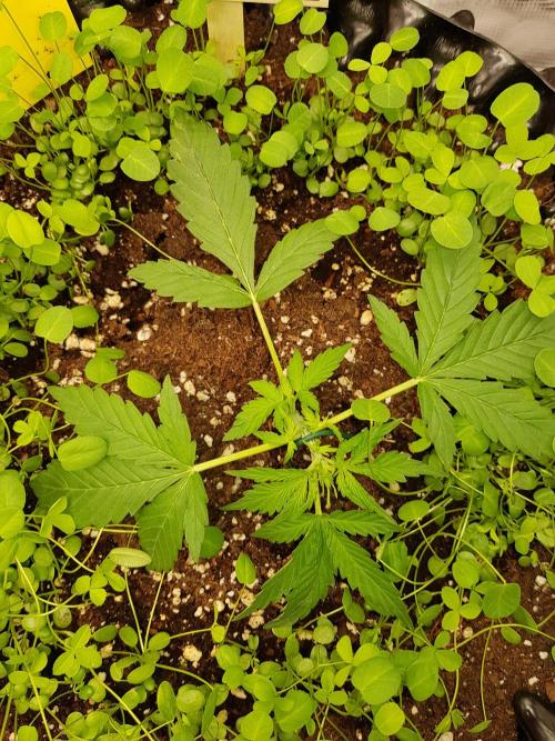 Pineapple Express Auto - Breeder Test. Week 3 - Tag 19 Seed Supplier