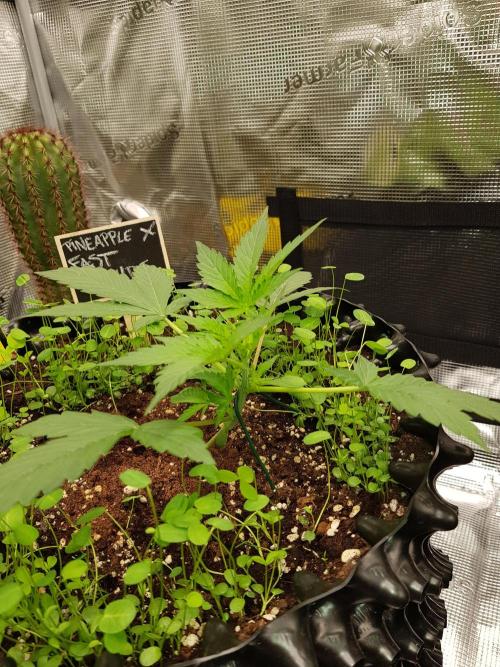 Pineapple Express Auto - Breeder Test. Week 3 - Tag 19 Fast Buds