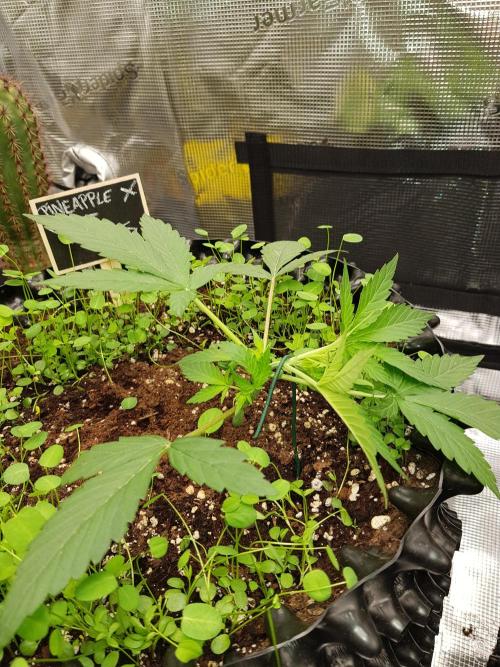 Pineapple Express Auto - Breeder Test. Week 3 - Tag 19 Fast Buds