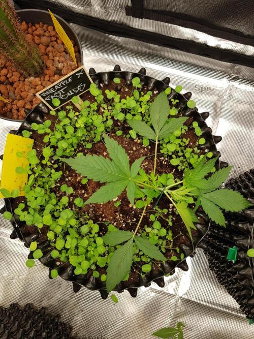 Pineapple Express Auto - Breeder Test. Week 3 - Tag 19 Fast Buds