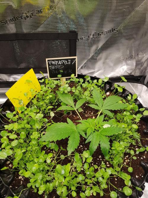 Pineapple Express Auto - Breeder Test. Week 3 - Tag 20 Seed Supplier mit Wasser und Neemöl Gemisch besprüht