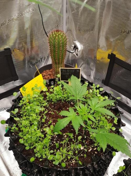 Pineapple Express Auto - Breeder Test. Week 3 - Tag 20 Fast Buds mit Wasser und Neemöl Gemisch besprüht