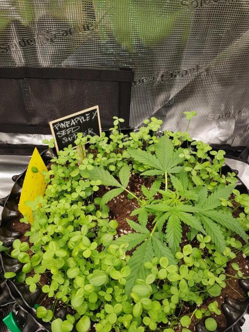 Pineapple Express Auto - Breeder Test. Week 4 - Tag 23 Seed Supplier