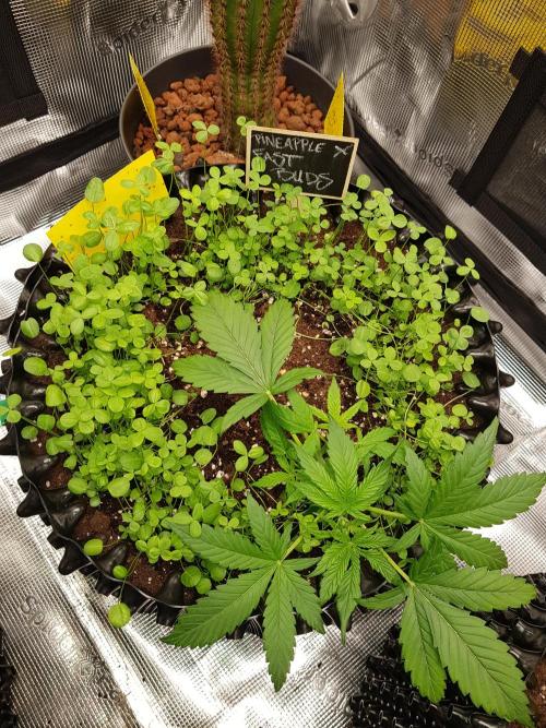 Pineapple Express Auto - Breeder Test. Week 4 - Tag 23 Fast Buds