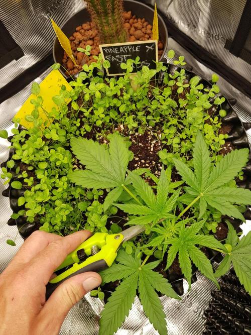 Pineapple Express Auto - Breeder Test. Week 4 - Tag 23 Fast Buds
