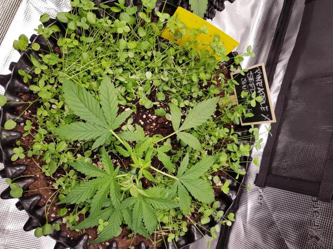 Pineapple Express Auto - Breeder Test. Week 4 - Tag 23 Seed Supplier